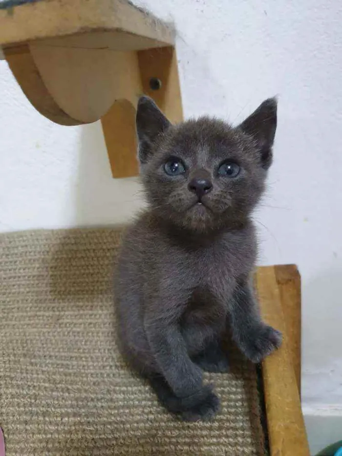 Gato raça  idade Abaixo de 2 meses nome Filhotes Eliana 