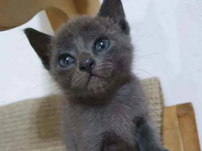 Gato raça  idade Abaixo de 2 meses nome Filhotes Eliana 