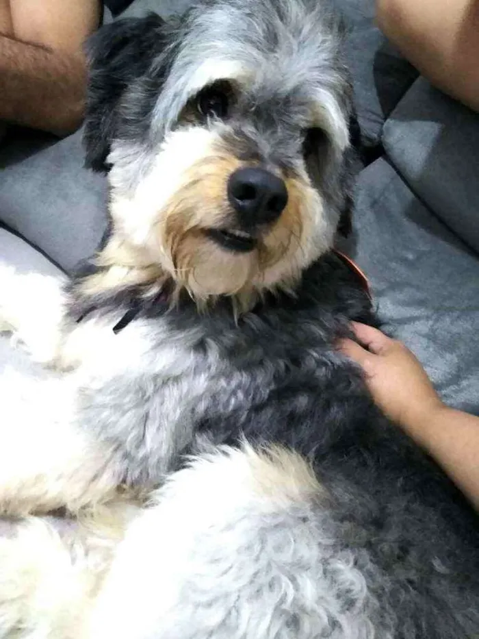 Cachorro raça  idade 1 ano nome Scooby 