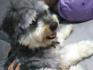 Cachorro raça  idade 1 ano nome Scooby 