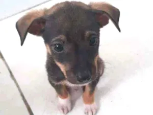Cachorro raça SRD idade Abaixo de 2 meses nome Malcom