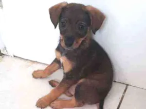 Cachorro raça SRD idade Abaixo de 2 meses nome Richard