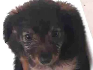 Cachorro raça SRD idade Abaixo de 2 meses nome Camila