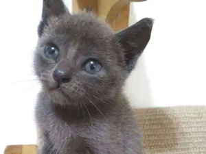 Gato raça  idade Abaixo de 2 meses nome Filhotes Eliana 