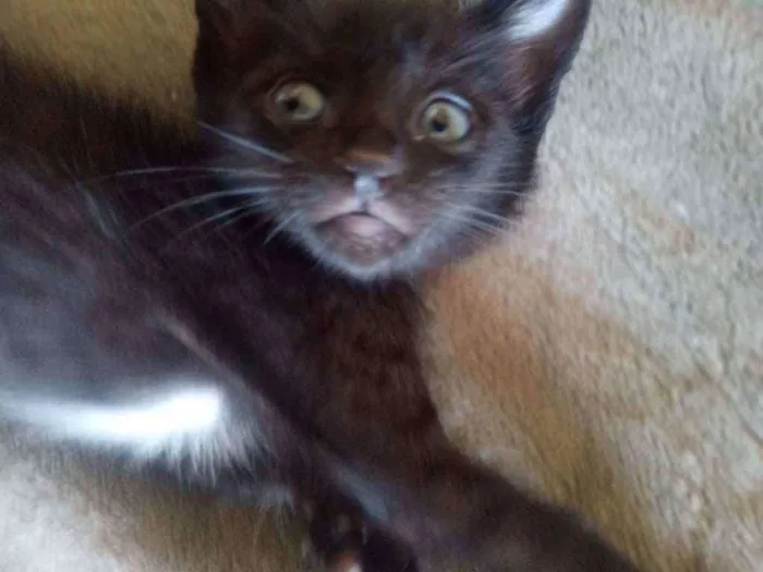 Gato raça n sei idade Abaixo de 2 meses nome Sem nome