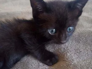Gato raça n sei idade Abaixo de 2 meses nome Sem nome