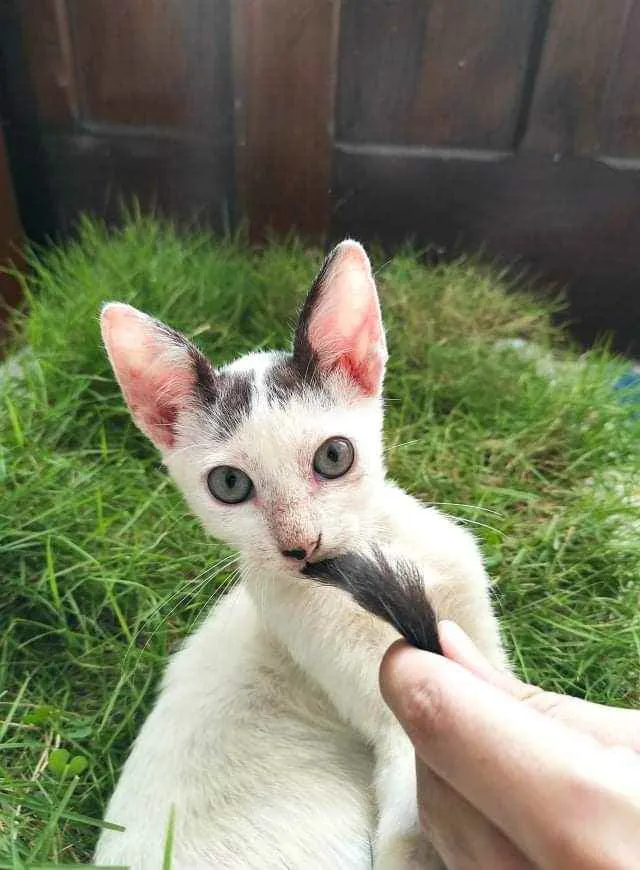 Gato ra a  idade 2 a 6 meses nome Zoom