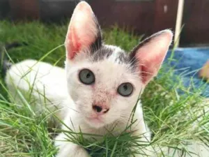 Gato raça  idade 2 a 6 meses nome Zoom