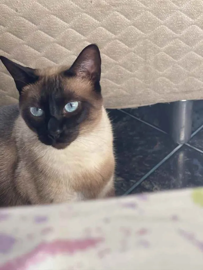 Gato ra a siamês  idade 2 anos nome Don