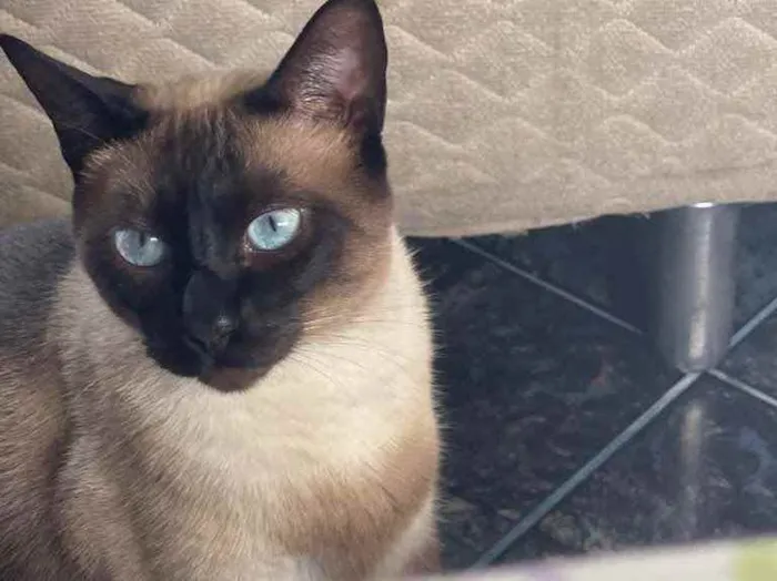 Gato ra a siamês  idade 2 anos nome Don