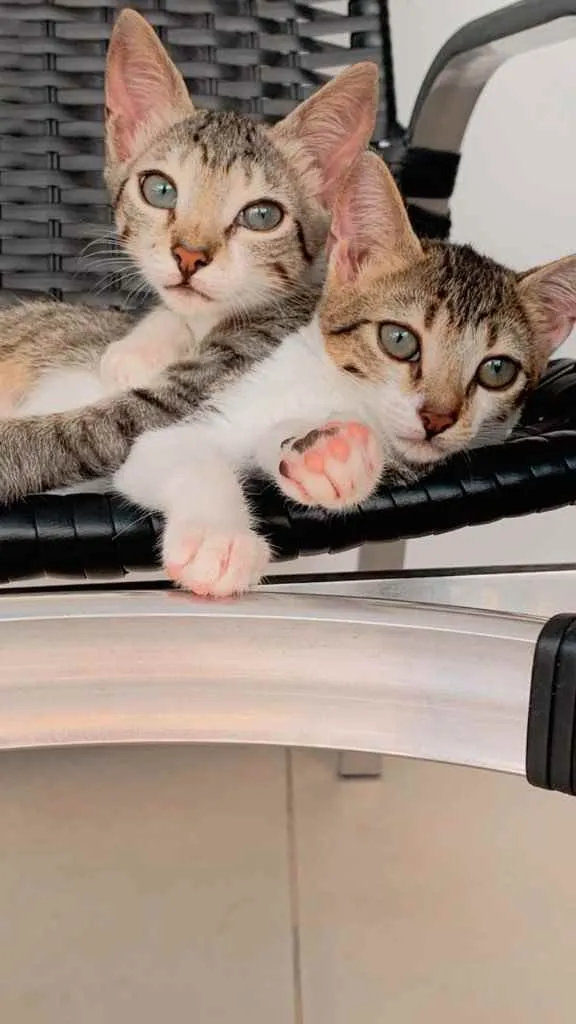 Gato raça Sem raça  idade 2 a 6 meses nome Casal de Tigrinhos