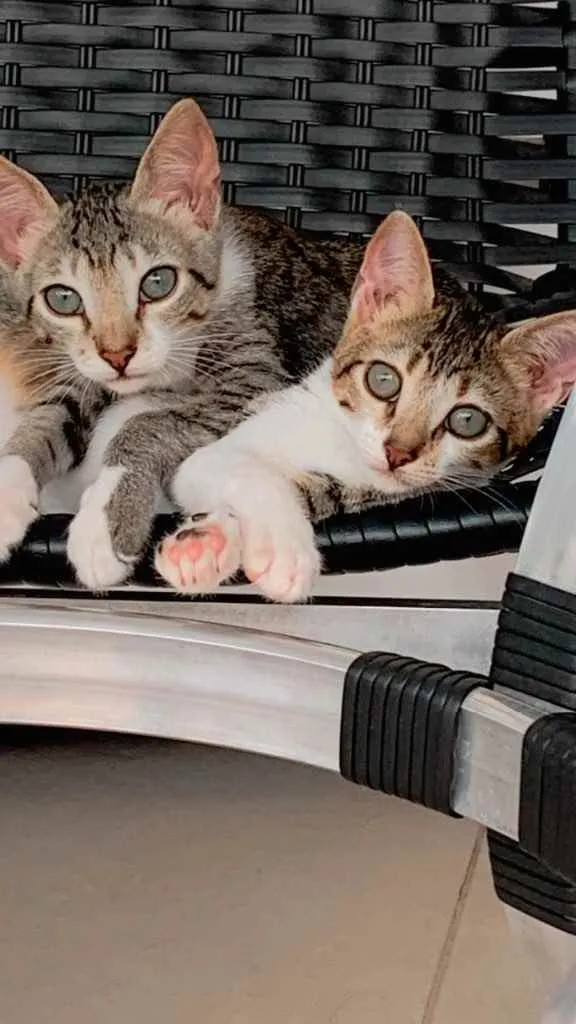 Gato raça Sem raça  idade 2 a 6 meses nome Casal de Tigrinhos