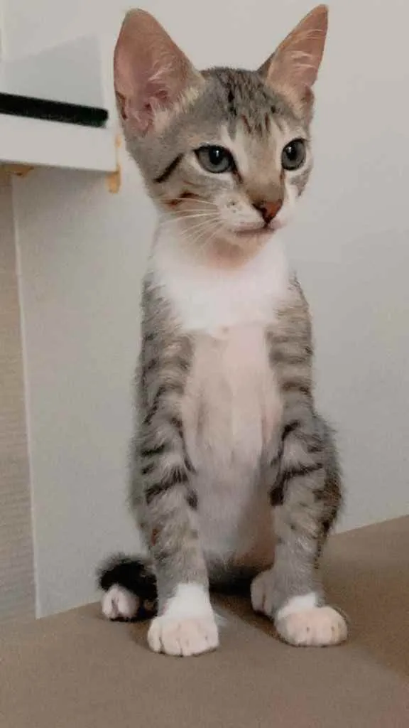 Gato raça Sem raça  idade 2 a 6 meses nome Casal de Tigrinhos