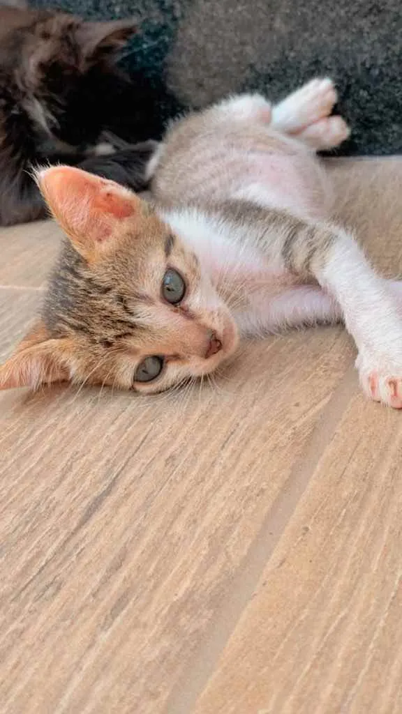 Gato raça Sem raça  idade 2 a 6 meses nome Casal de Tigrinhos