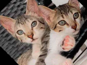 Gato raça Sem raça  idade 2 a 6 meses nome Casal de Tigrinhos