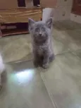 Chumbinho