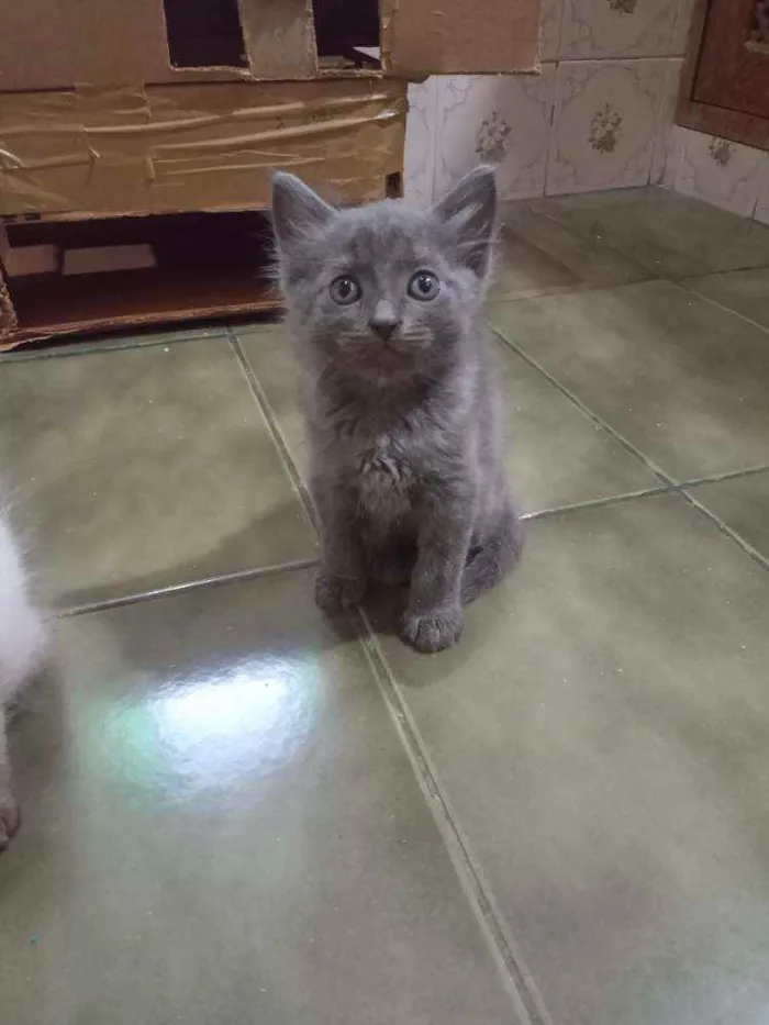 Gato ra a SRD idade Abaixo de 2 meses nome Chumbinho