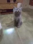 Chumbinho