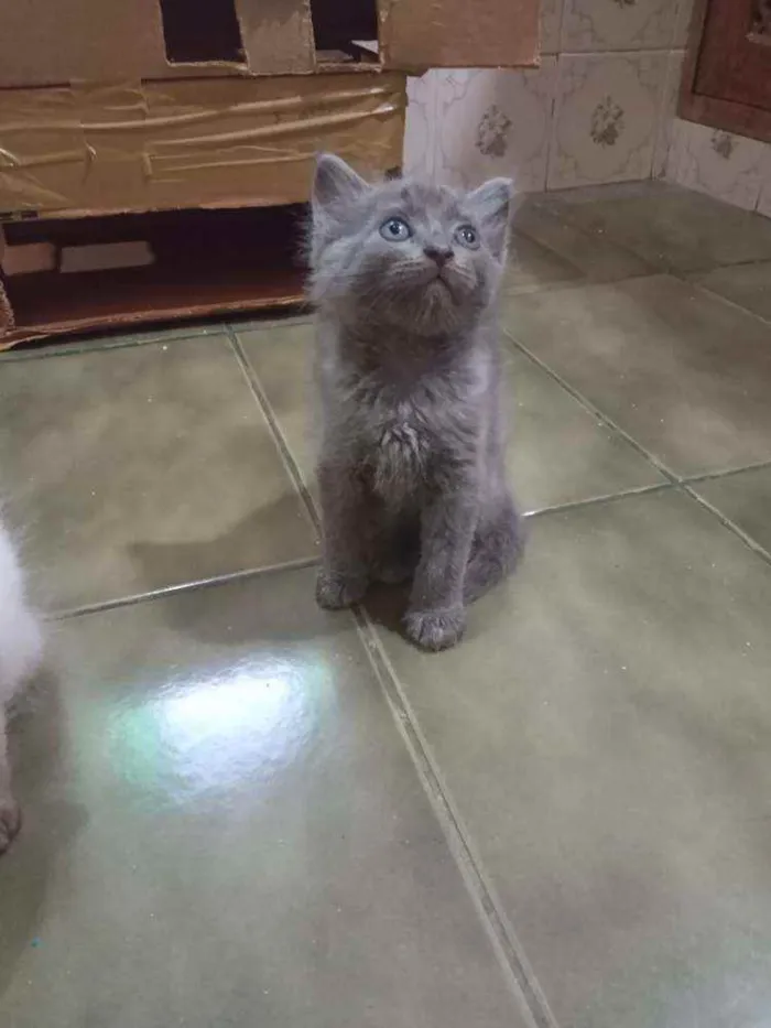 Gato ra a SRD idade Abaixo de 2 meses nome Chumbinho