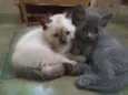 Chumbinho