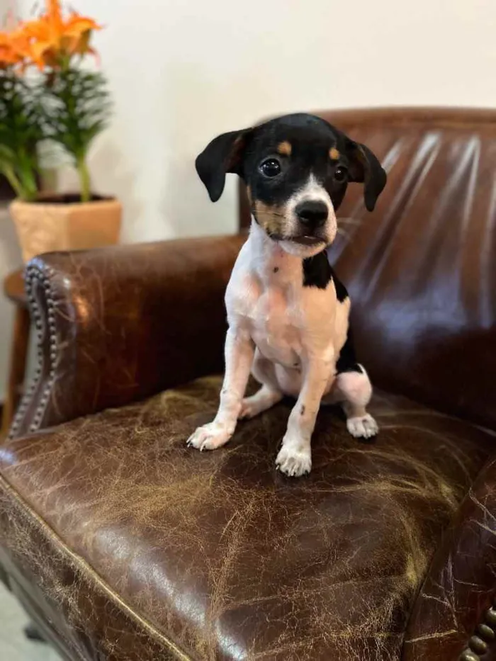 Cachorro ra a Fox Paulistinha x srd  idade Abaixo de 2 meses nome Nestor, Bruno e