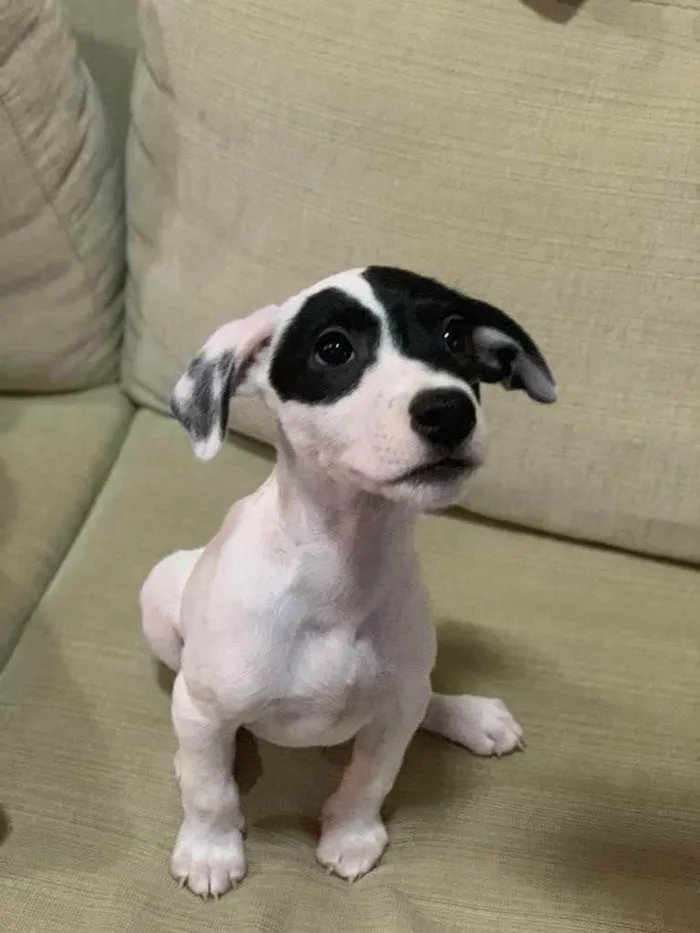 Cachorro ra a Fox Paulistinha x srd  idade Abaixo de 2 meses nome Nestor, Bruno e