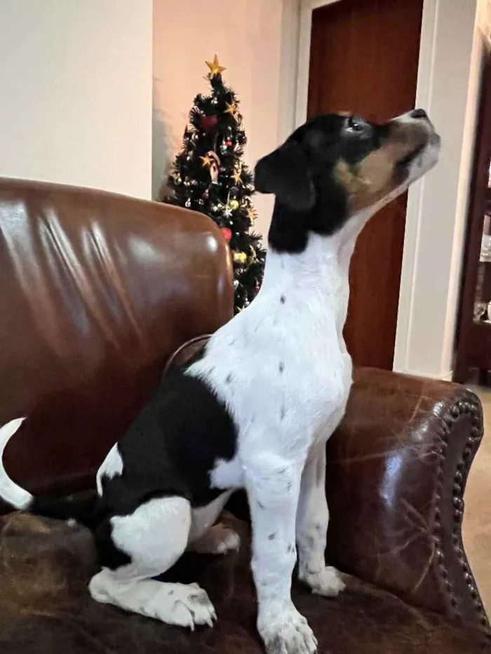 Cachorro ra a Fox Paulistinha x srd  idade Abaixo de 2 meses nome Nestor, Bruno e