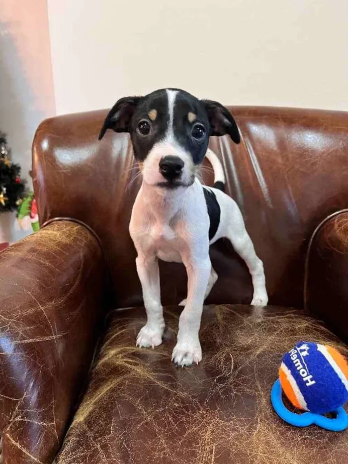 Cachorro ra a Fox Paulistinha x srd  idade Abaixo de 2 meses nome Nestor, Bruno e