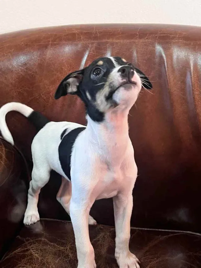 Cachorro ra a Fox Paulistinha x srd  idade Abaixo de 2 meses nome Nestor, Bruno e
