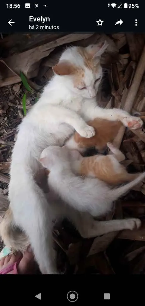 Gato raça Não sei idade 2 a 6 meses nome Nenhum ainda