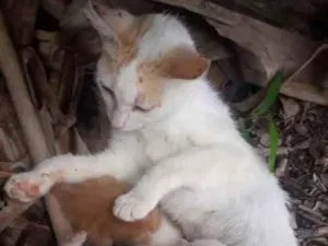 Gato raça Não sei idade 2 a 6 meses nome Nenhum ainda