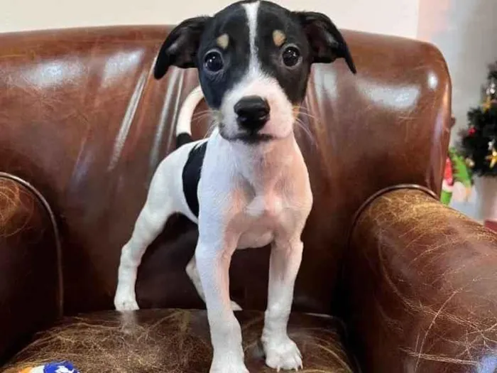 Cachorro ra a Fox Paulistinha x srd  idade Abaixo de 2 meses nome Nestor, Bruno e