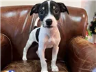Cachorro raça Fox Paulistinha x srd  idade Abaixo de 2 meses nome Nestor, Bruno e