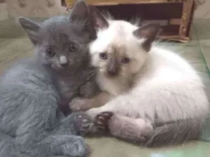 Gato raça SRD idade Abaixo de 2 meses nome Chumbinho