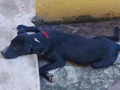 Cachorro raça Vira lata, misturado idade 1 ano nome Sem nome