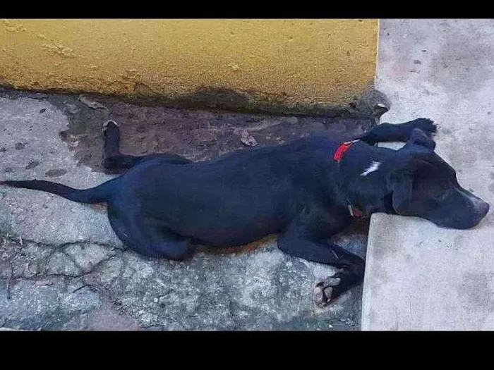 Cachorro ra a Vira lata, misturado idade 1 ano nome Sem nome