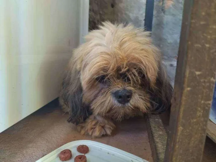 Cachorro ra a Shitzu idade  nome Desconhecido