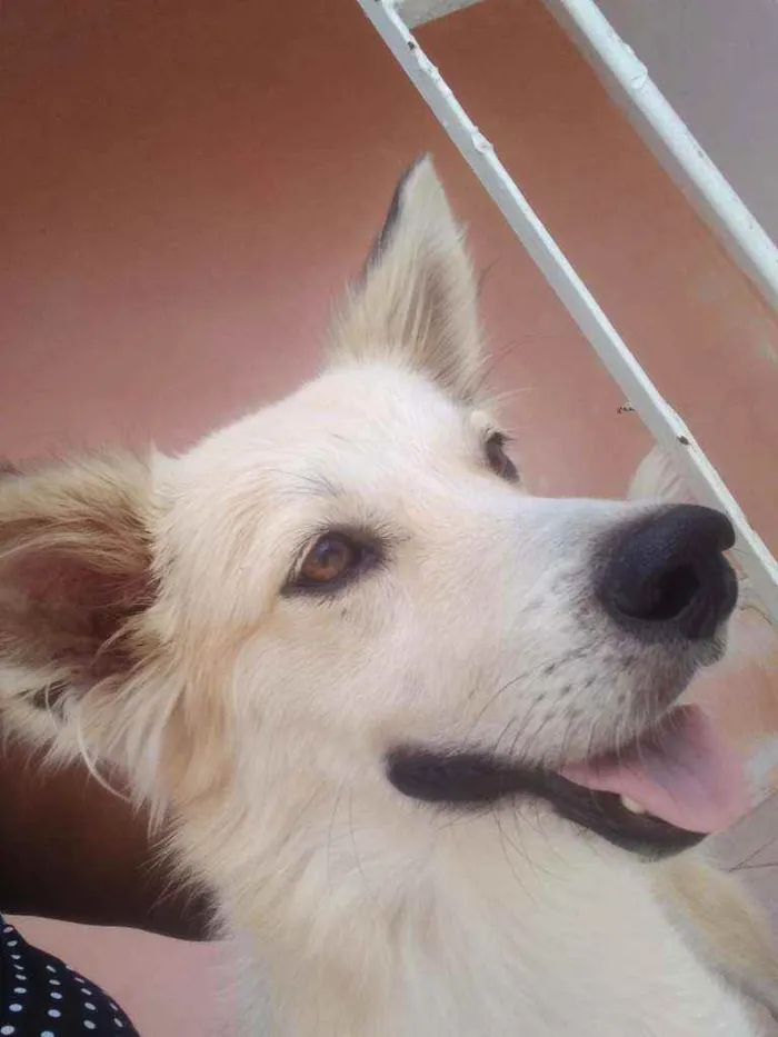 Cachorro ra a Mestiço  idade 1 ano nome Galego