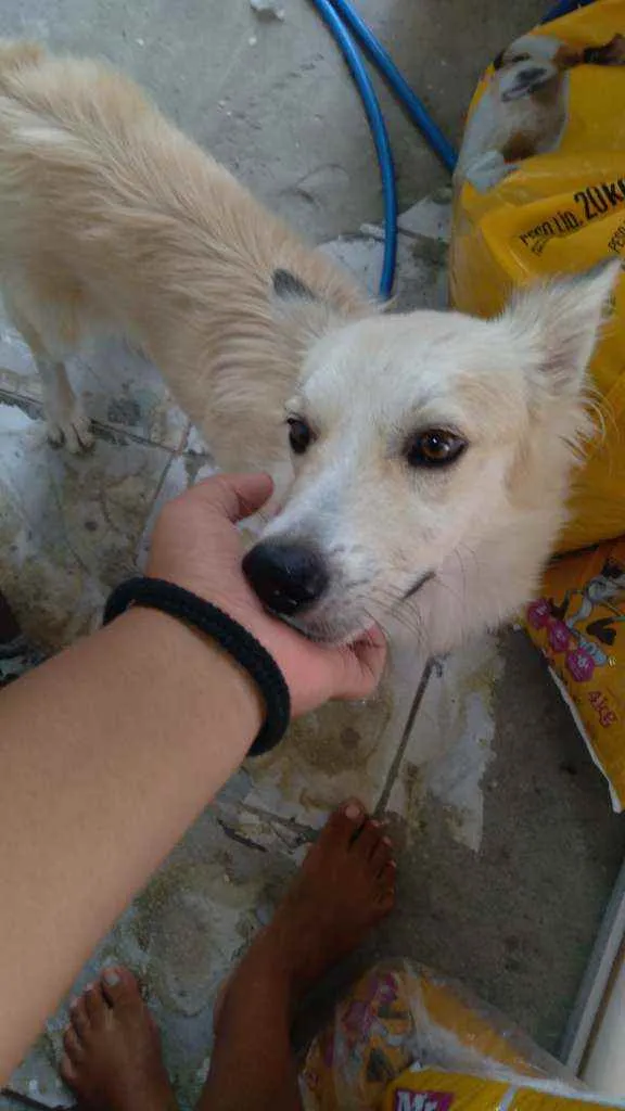 Cachorro ra a Mestiço  idade 1 ano nome Galego