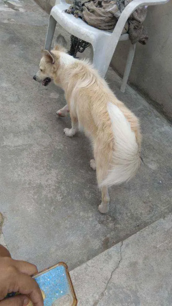 Cachorro ra a Mestiço  idade 1 ano nome Galego