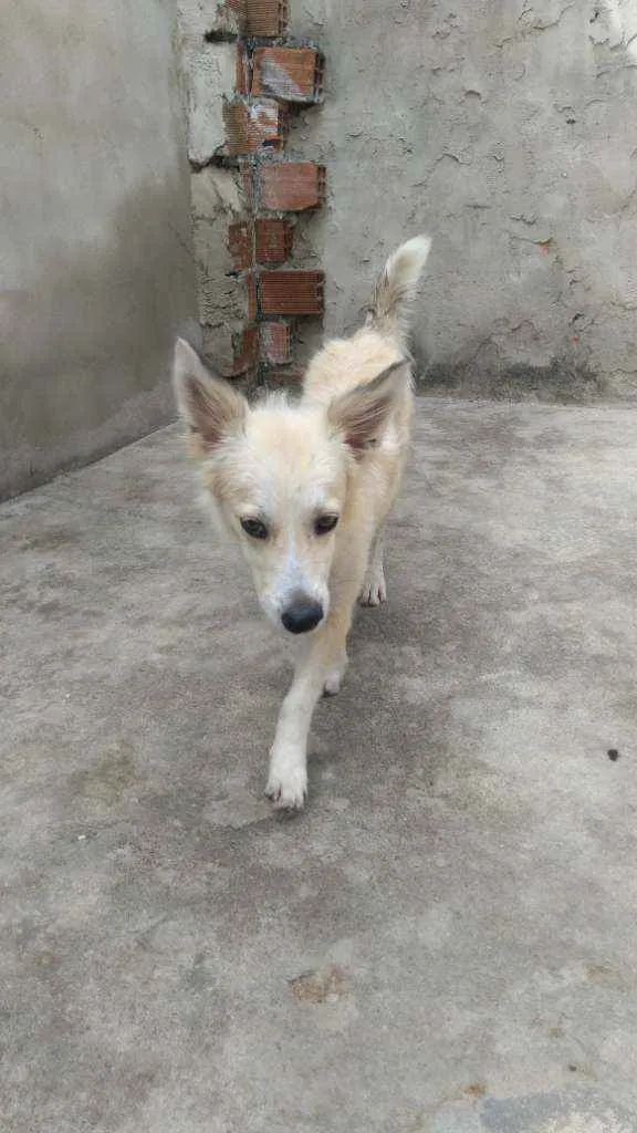 Cachorro ra a Mestiço  idade 1 ano nome Galego