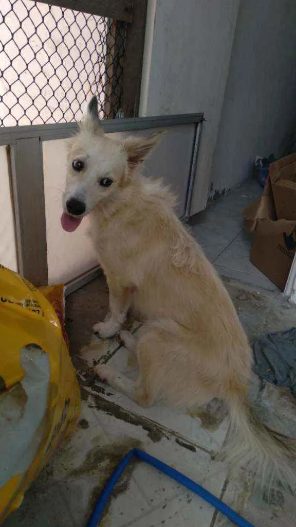 Cachorro ra a Mestiço  idade 1 ano nome Galego