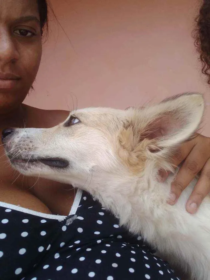 Cachorro ra a Mestiço  idade 1 ano nome Galego