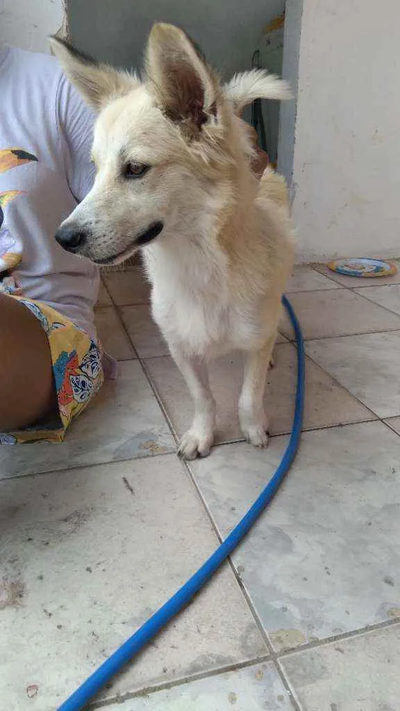 Cachorro ra a Mestiço  idade 1 ano nome Galego