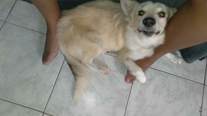 Cachorro ra a Mestiço  idade 1 ano nome Galego