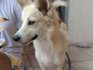 Cachorro raça Mestiço  idade 1 ano nome Galego