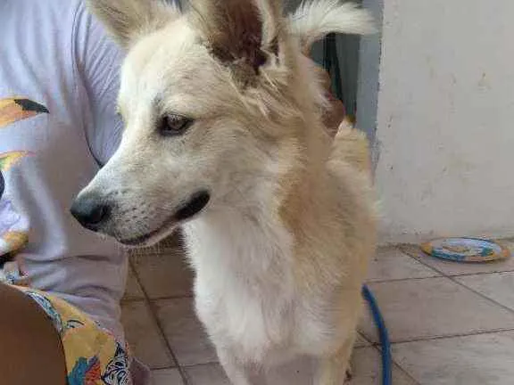 Cachorro ra a Mestiço  idade 1 ano nome Galego