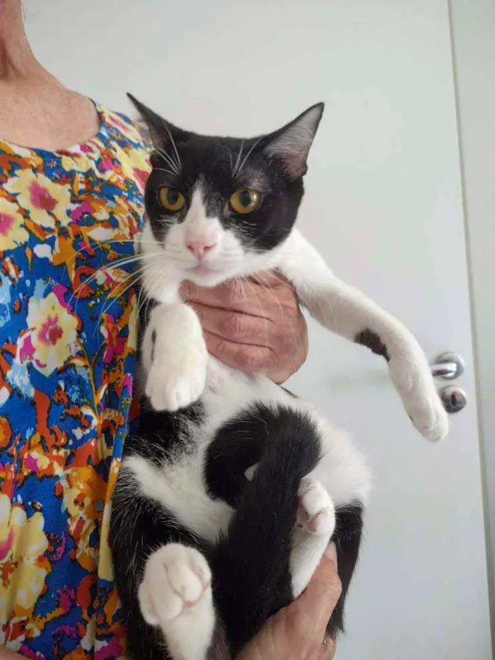 Gato raça Srd idade 2 a 6 meses nome Rosada