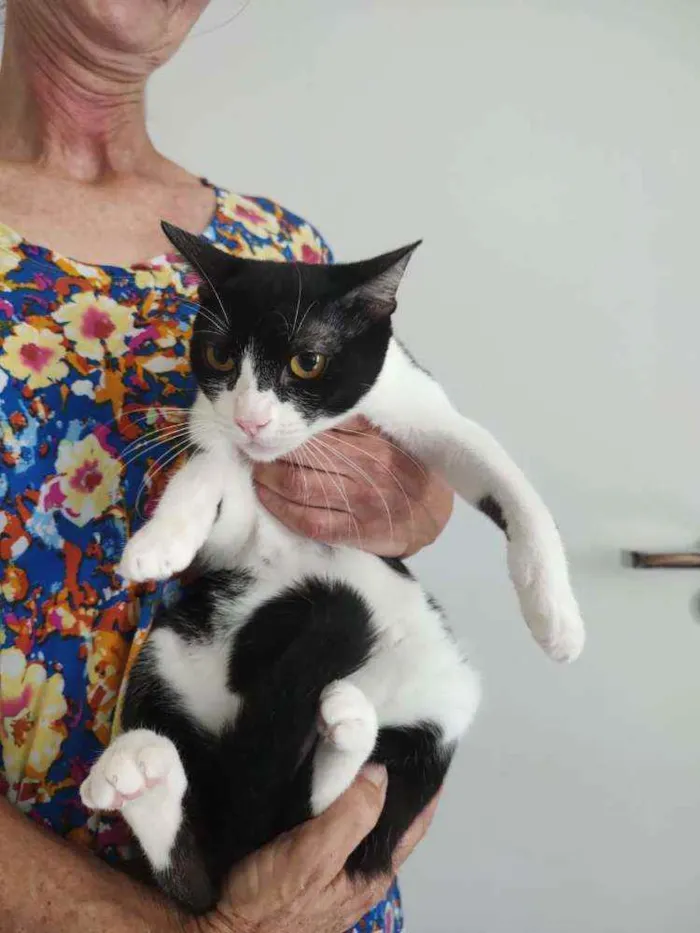 Gato raça Srd idade 2 a 6 meses nome Rosada