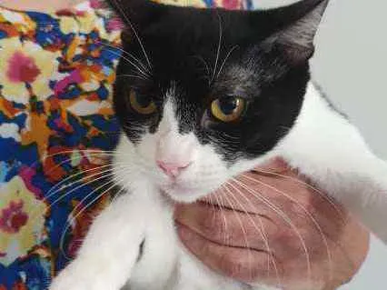 Gato raça Srd idade 2 a 6 meses nome Rosada
